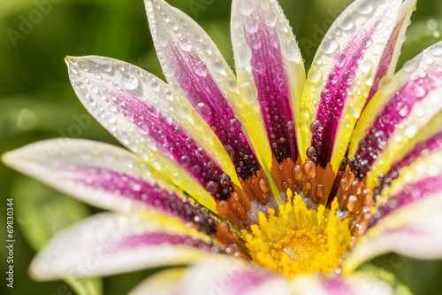 Fototapeta Naklejka Na Ścianę i Meble -  Tiger Striped Gazania flower