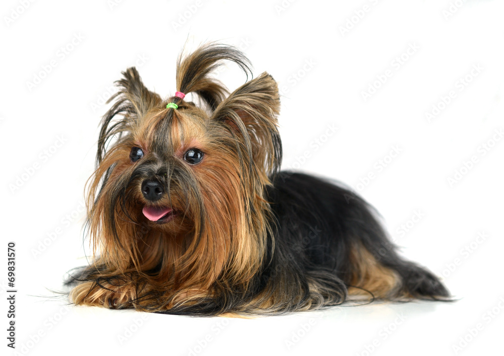 Dog yorkshire terrier isolated on white Dog yorkshire terrier isolated on white
