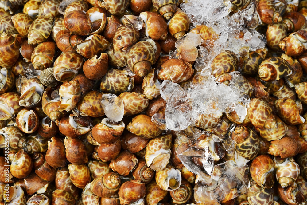 many raw Spotted babylon snail with freeze in seafood market many raw Spotted babylon snail with freeze in seafood market