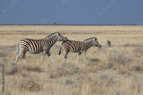 Coppia di zebre in africa