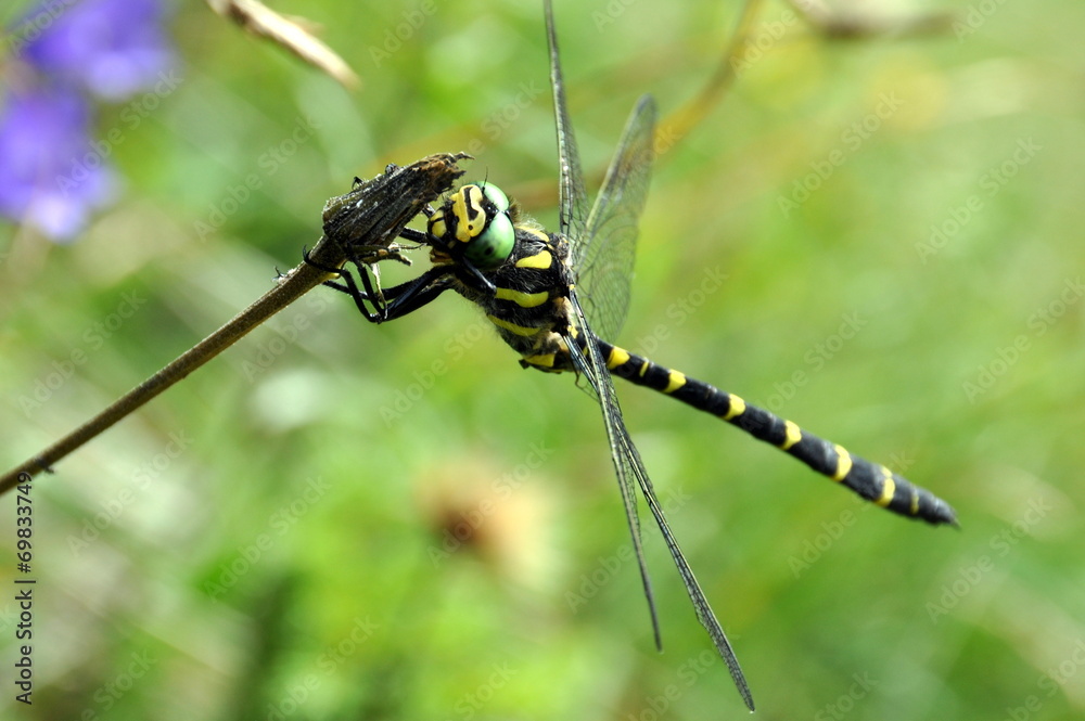 Ruhende Libelle Ruhende Libelle