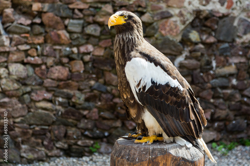 Oiseau Pygargue de Steller