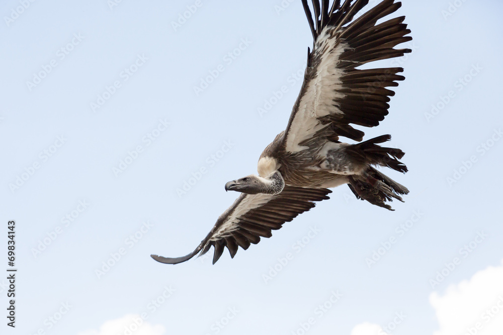 Fototapeta premium Oiseau Vautour à dos blanc en vol