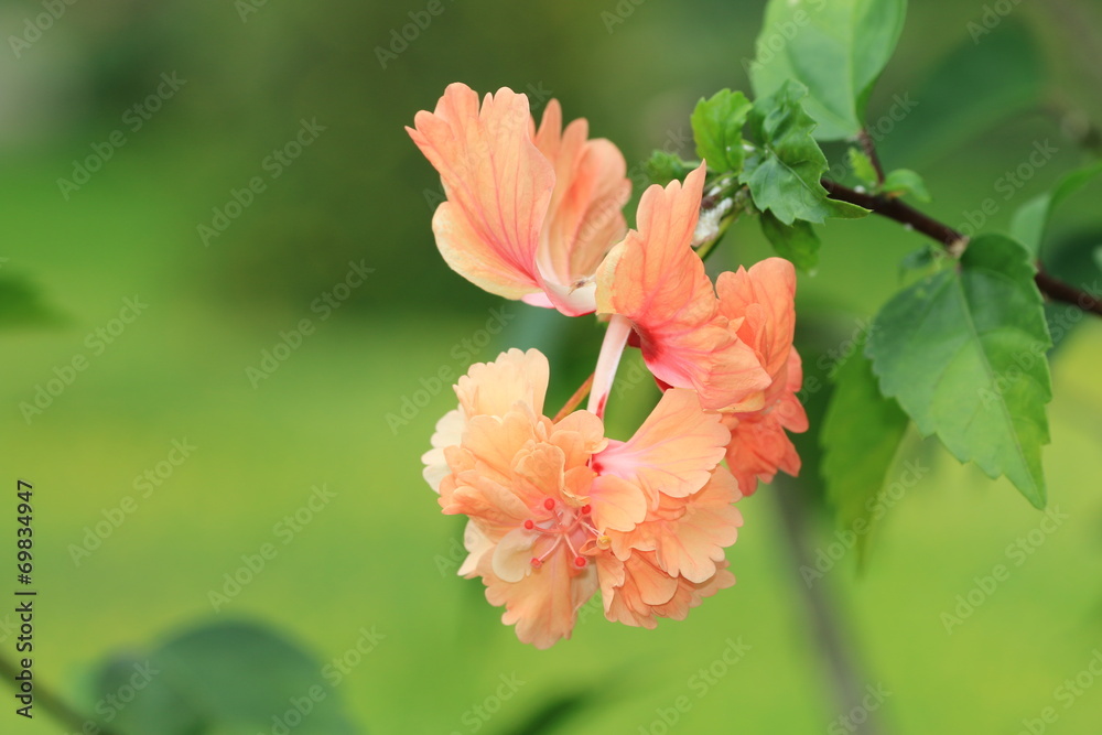 Hibiscus flower Hibiscus flower