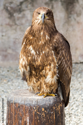 Oiseau Aigle ravisseur