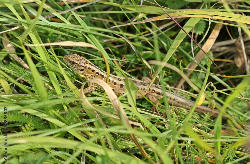 Weibliche Zauneidechse (Lacerta agilis) Weibliche Zauneidechse (Lacerta agilis)