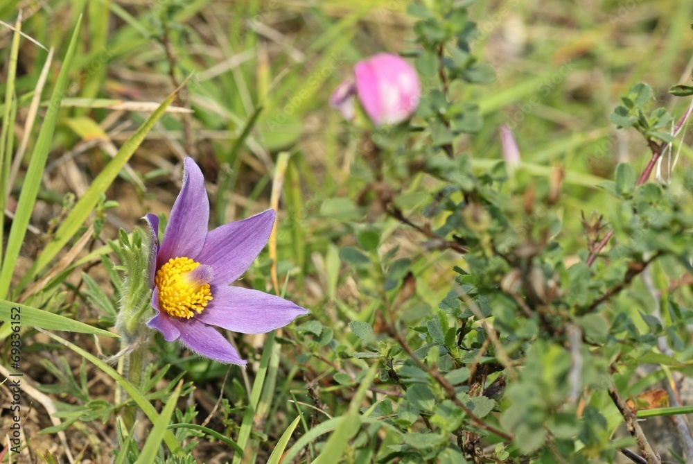 Gewöhnliche Küchenschelle (Pulsatilla vulgaris) im Spätsommer Gewöhnliche Küchenschelle (Pulsatilla vulgaris) im Spätsommer