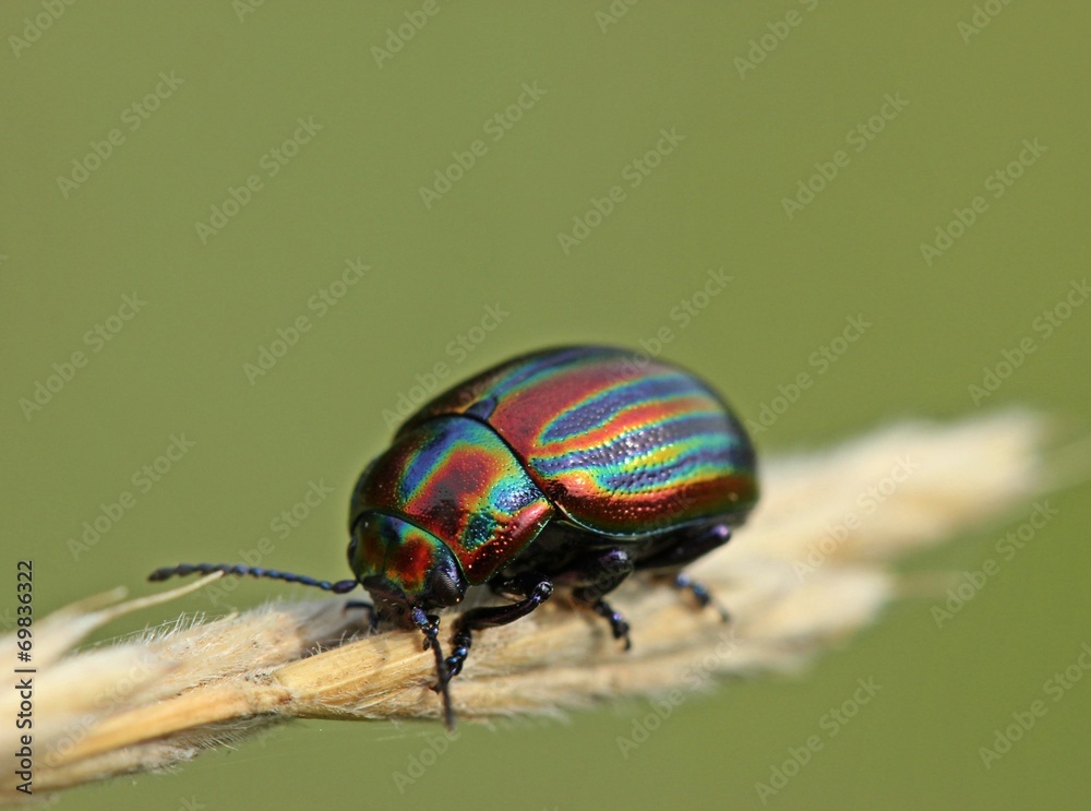 Fototapeta premium Regenbogen-Blattkäfer (Chrysolina cerealis) auf Grashalm 