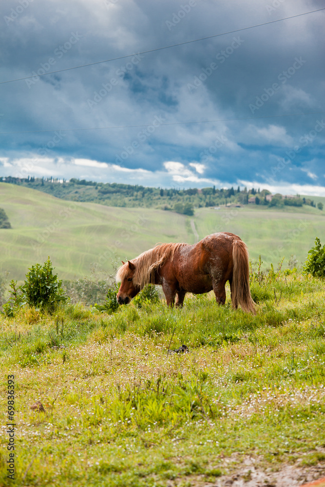 Horse in Tuscany