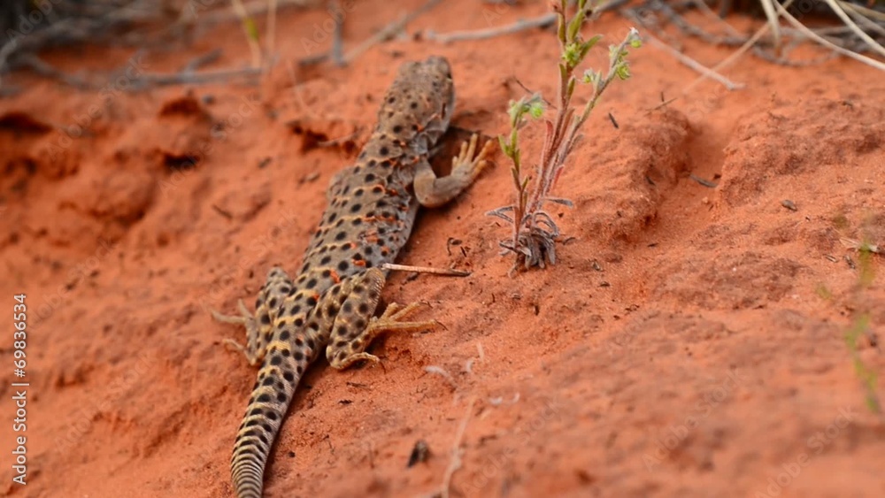 Small lizard roaming in the canyon Small lizard roaming in the canyon