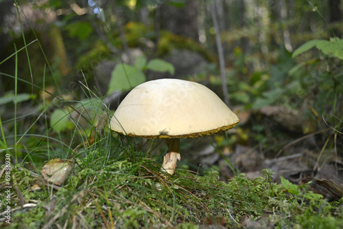 pilz im wald