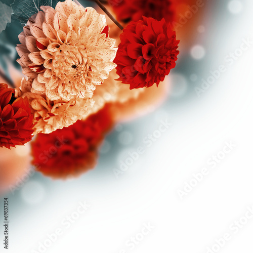 Colorful autumn chrysanthemums with flares, floral background