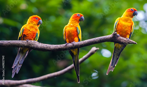 Exotic parrots sit on a branch, wildlife #69837941