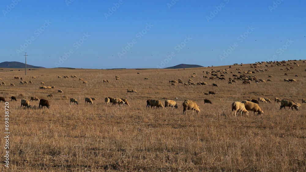 Flock of Sheep Grazing on Fields Alentejo, Portugal Flock of Sheep Grazing on Fields Alentejo, Portugal