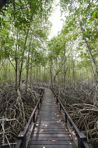 Mangrove forest , Thailand.