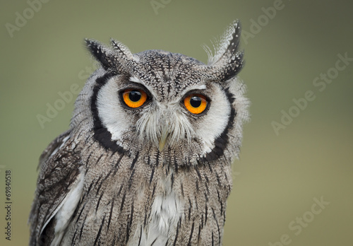 Scops owl portrait