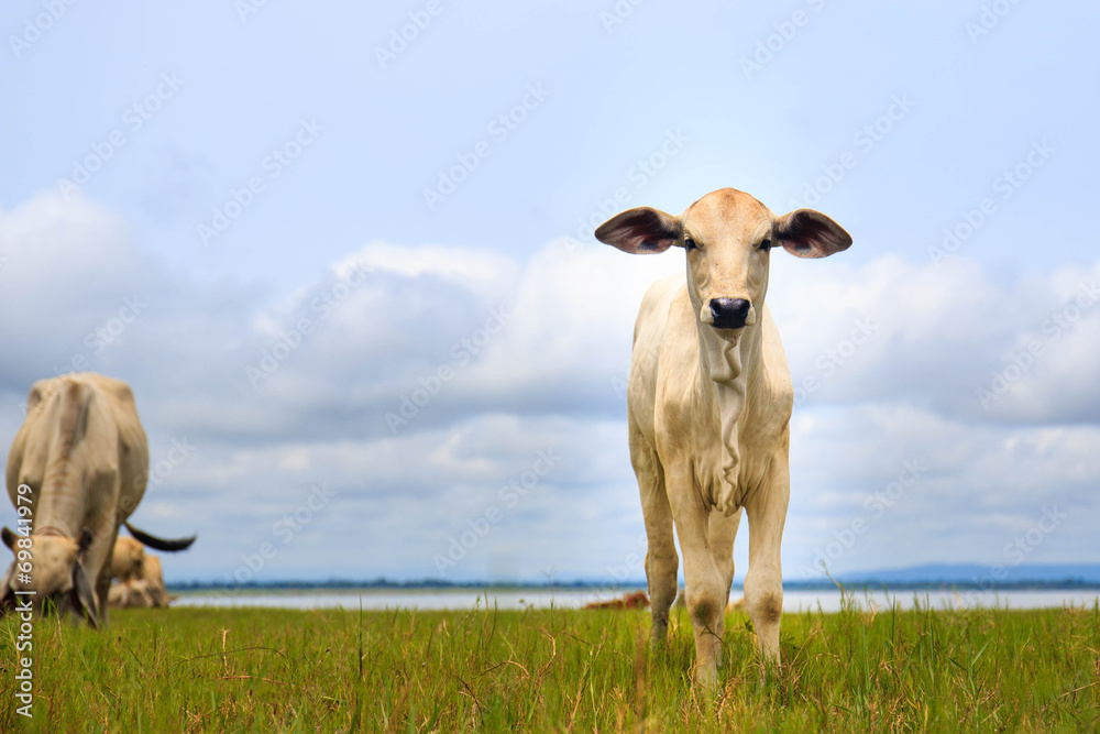 pretty little calf standing in green pasture pretty little calf standing in green pasture