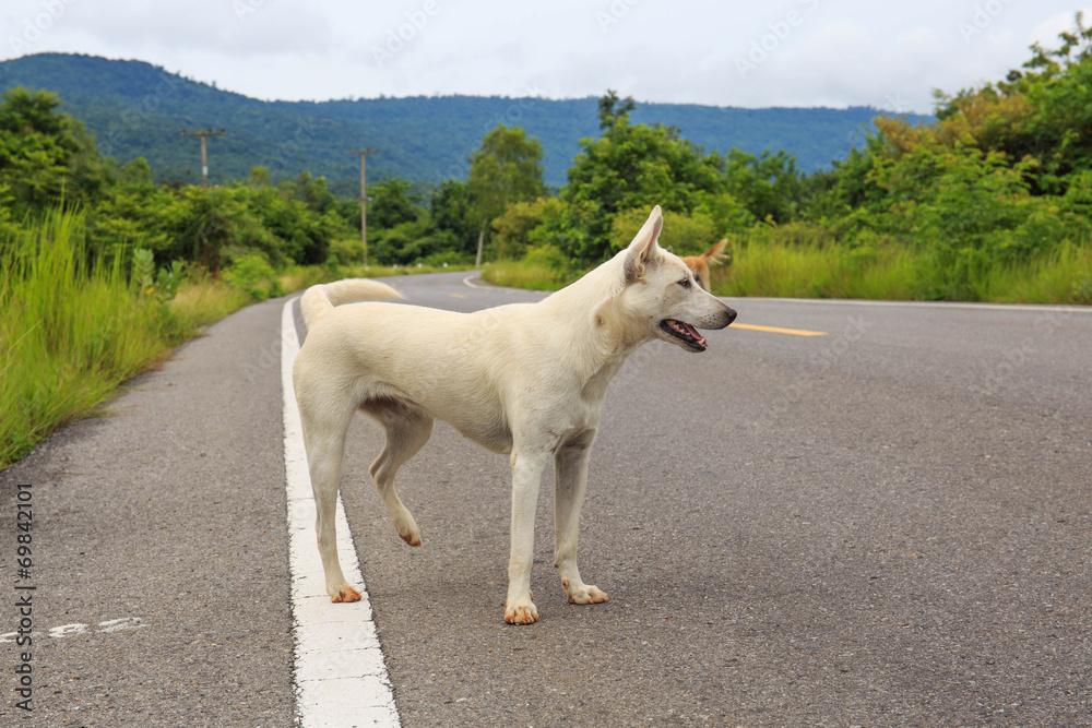 A stray dog standing in the middle of a highway