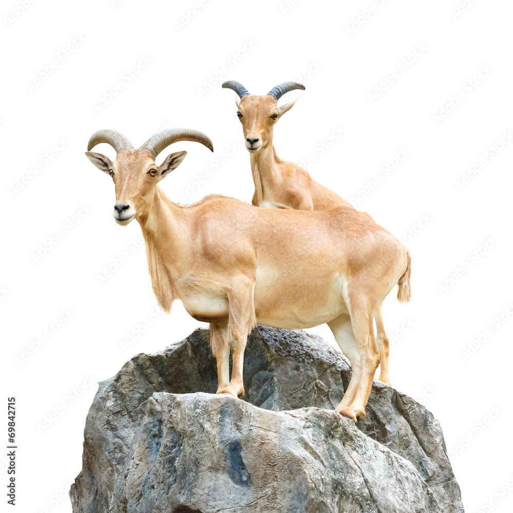 Serow (Mountain Goat , Capricornis sumatraensis) Serow (Mountain Goat , Capricornis sumatraensis)