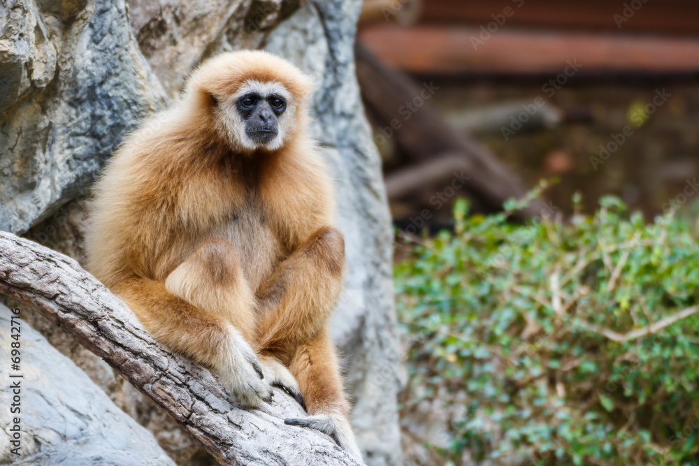 Fototapeta premium Gibbon (Hylobates lar) ,Chiangrai ,Thailand