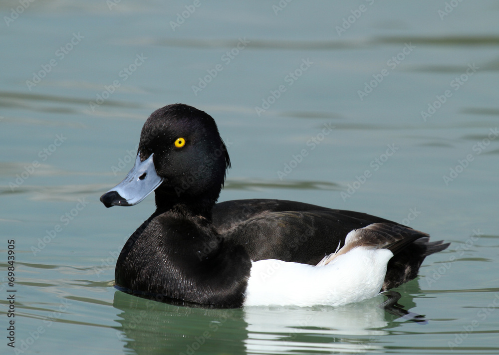 Fototapeta premium fuligule morillon
