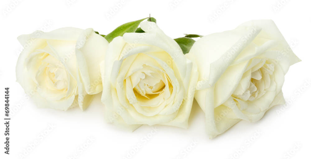 white roses isolated on the white background - obrazy, fototapety, plakaty 