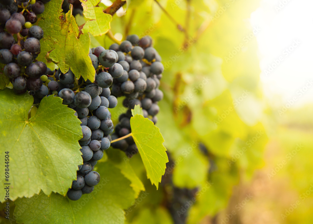 Red wine grapes on vineyard Red wine grapes on vineyard