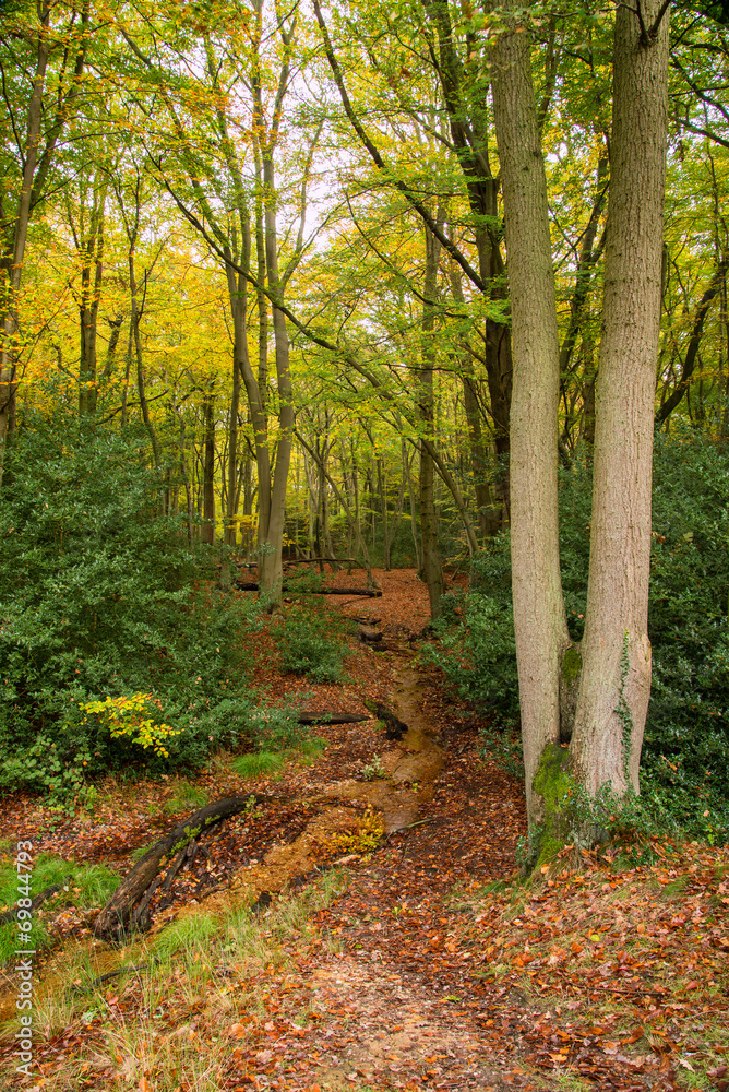 Obraz premium Beautiful vibrant Autumn Fall colors in forest landscape