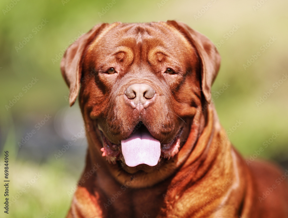Face of Bordeaux Mastiff dog