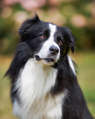 Upper body of black border collie