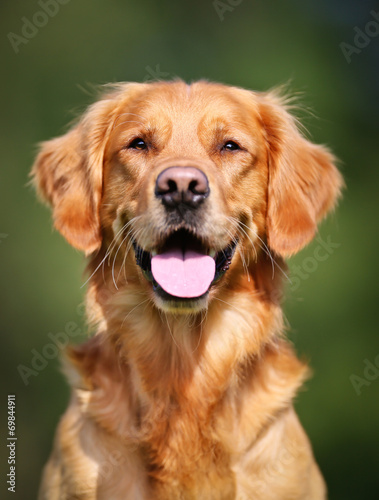 Golden retriever dog