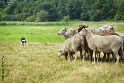 Dog herding sheep