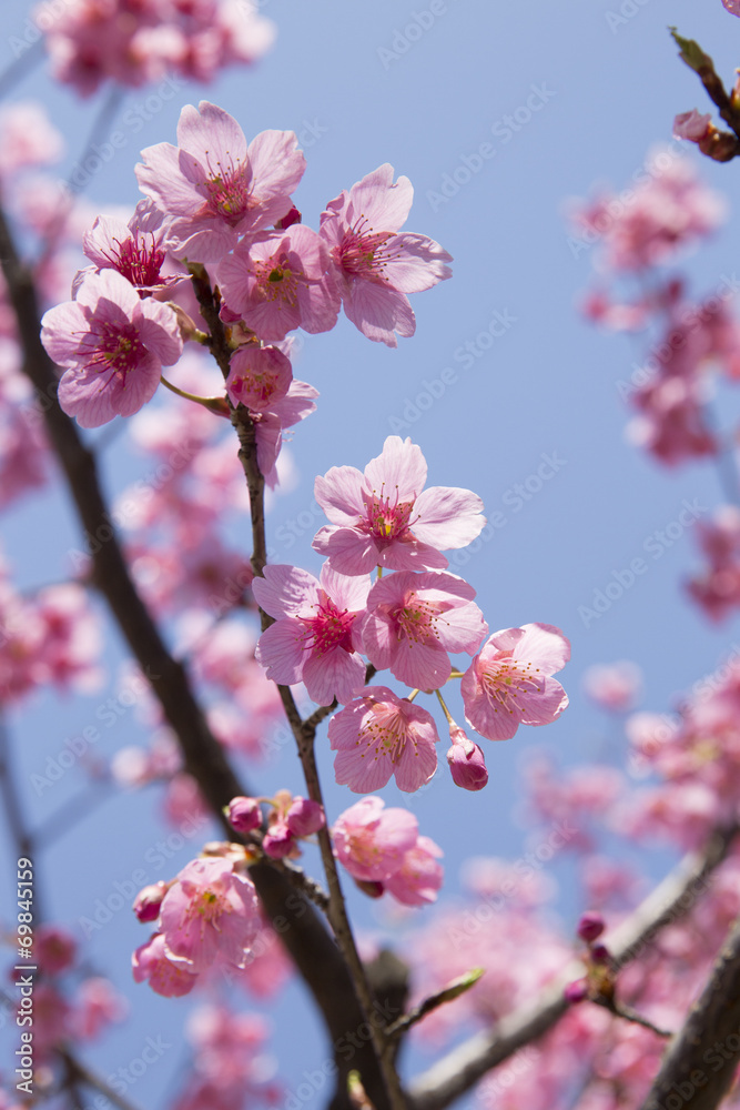 ピンク色の桜 - obrazy, fototapety, plakaty 