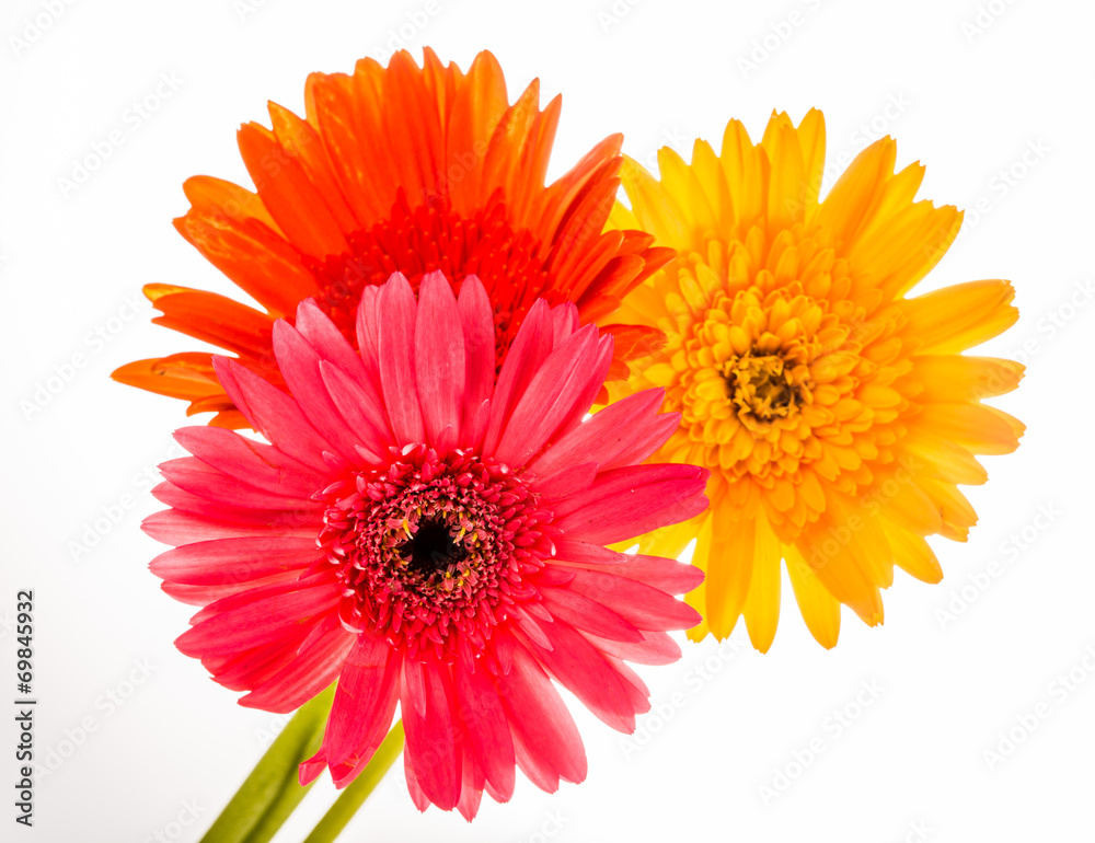 gerbera flower isolated on whitebackground gerbera flower isolated on whitebackground