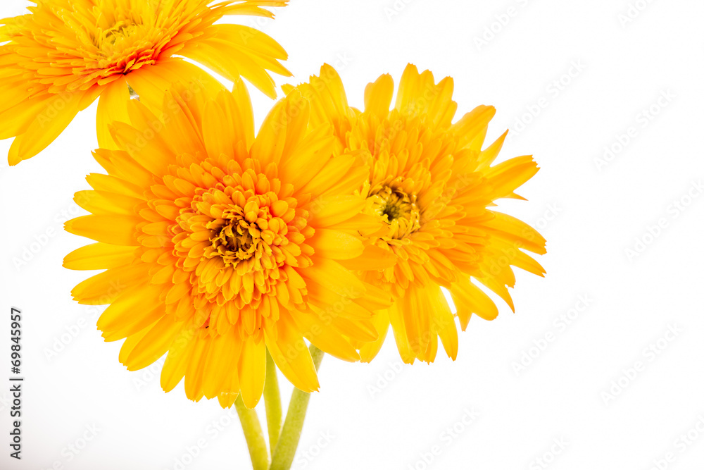 Naklejka premium gerbera flower isolated on whitebackground