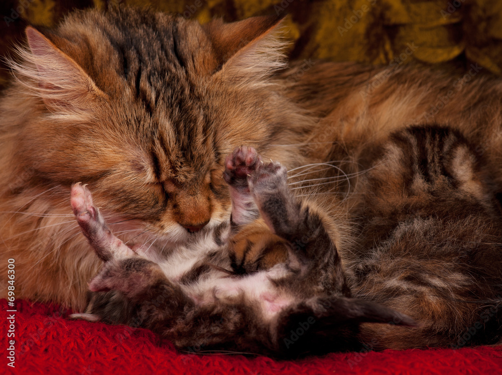 Fototapeta premium Siberian cat