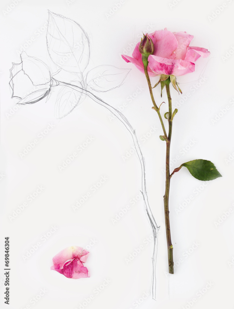 vertical image and hand drawn rose with petal on white paper