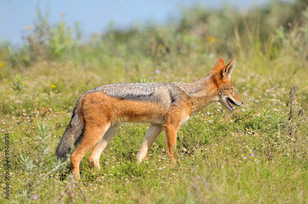 Black-backed, silver-backed or red jackal Black-backed, silver-backed or red jackal