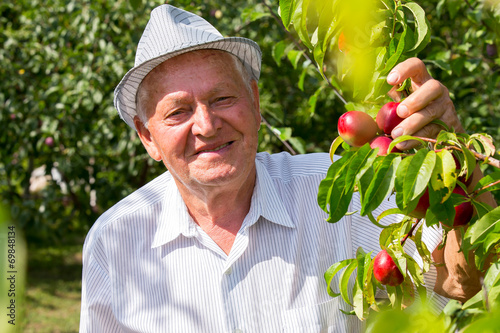 Senior man picking peach in an orchard