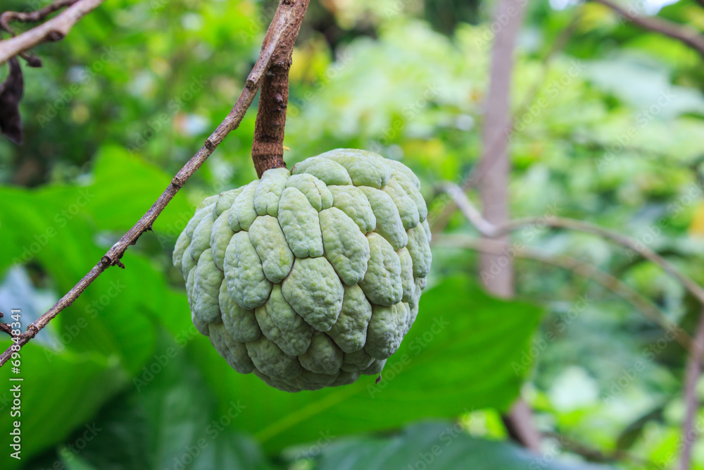 Fototapeta premium Green Annona