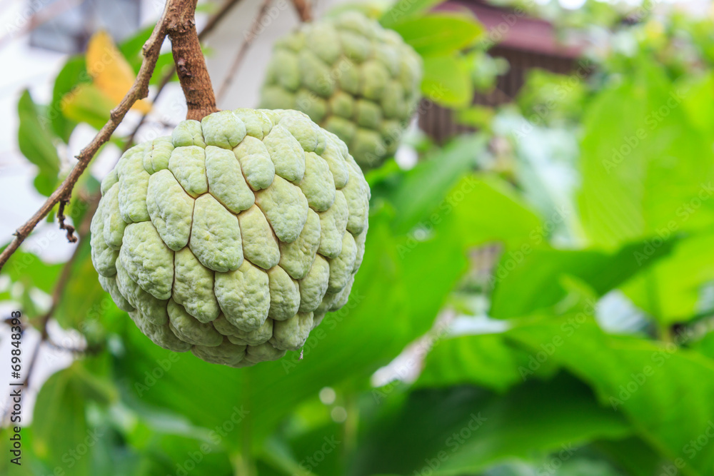 Fototapeta premium Green Annona