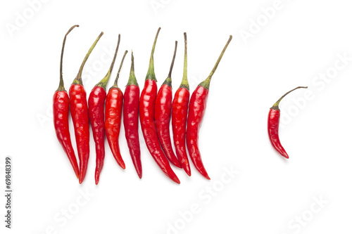 red bird-chilli on white background