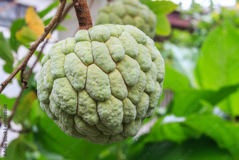 Fototapeta premium Green Annona