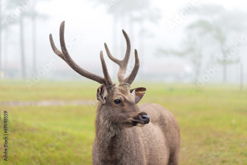deer stag in Autumn Fall forest