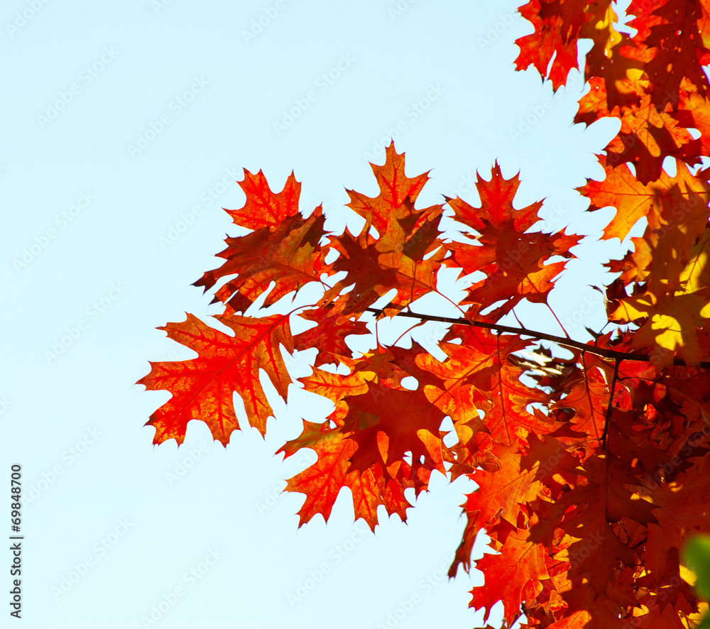 autumn leaves autumn leaves