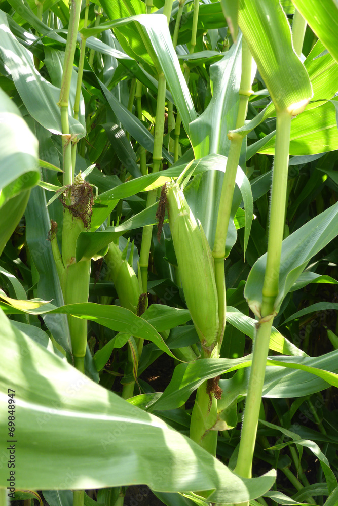 Obraz premium Maisfeld...