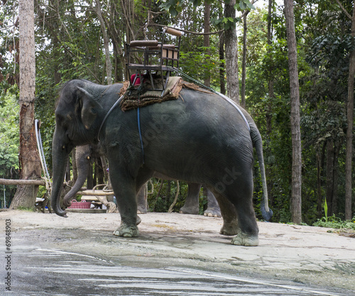 asian elephant with ivory