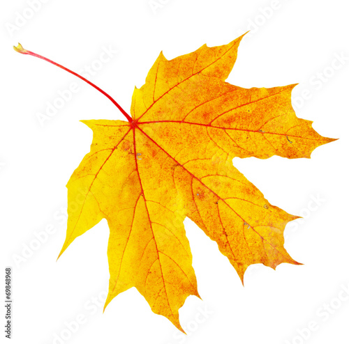 autumn maple leaf