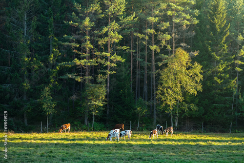 Cows on green grass in the ...