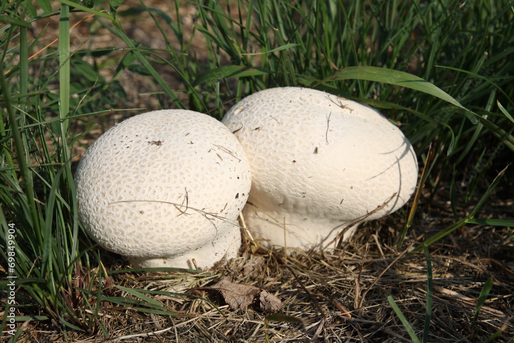 Two big puffballs